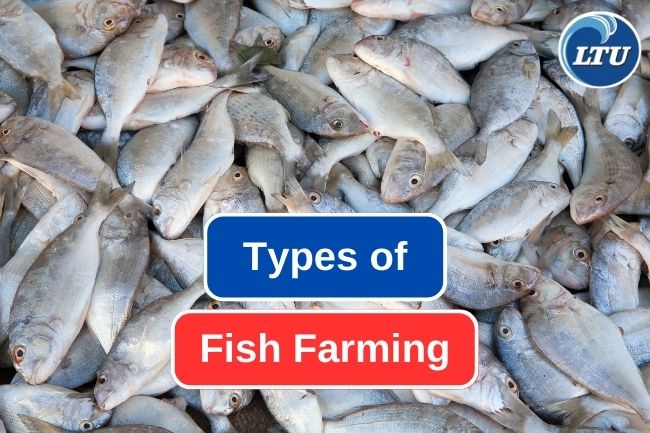 Lets Learn About Fish Farming Types 
